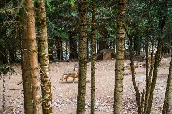 Fototapeta Loup Parc Alpha