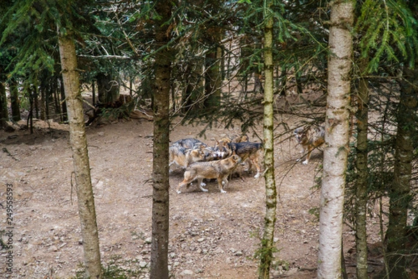 Fototapeta Loup Parc Alpha