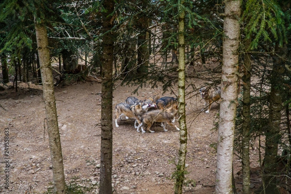 Fototapeta Loup Parc Alpha