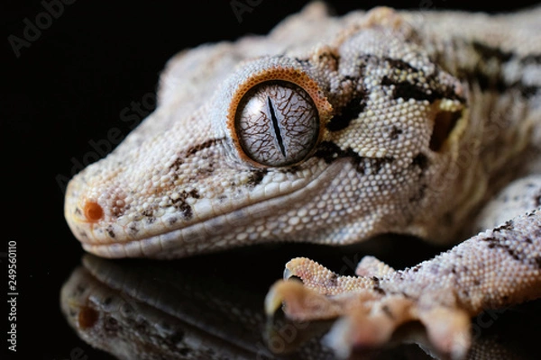 Fototapeta Gargoyle gecko