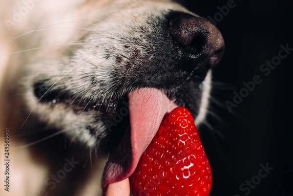 Obraz  Close-up of a golden retriever dog licking strawberries against a black background. 