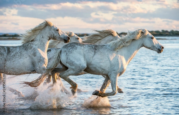 Obraz White Camargue Horses galloping on the water.