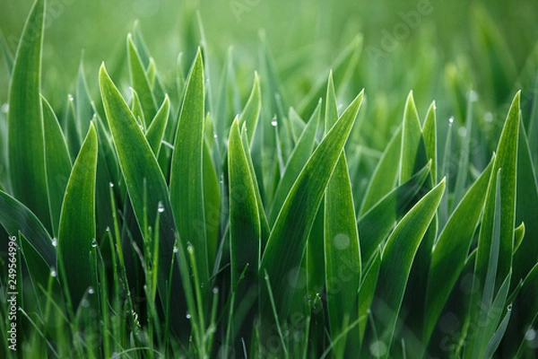 Fototapeta spring sunrise and macro grass