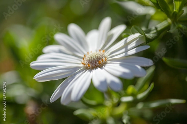 Fototapeta flowering Osteospermum background