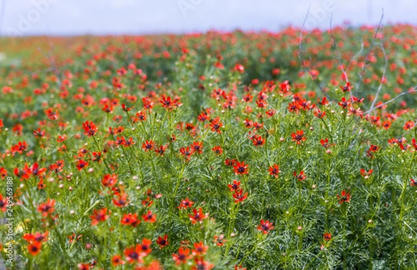 Obraz Poppy field