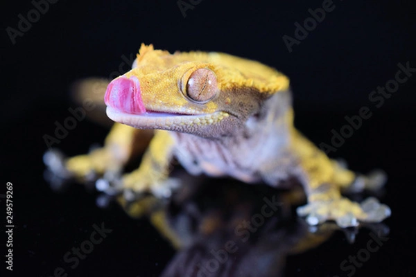 Obraz Crested gecko