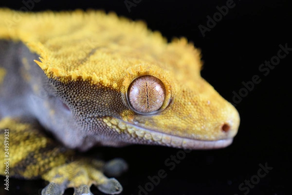 Obraz Crested gecko