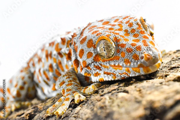 Obraz Tokay gecko on bark