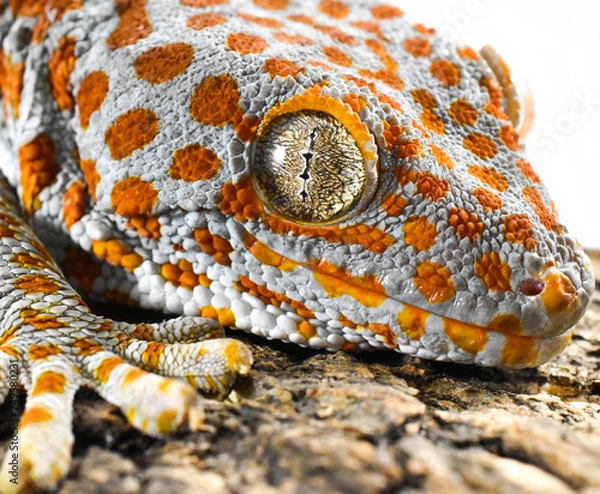 Obraz Tokay gecko