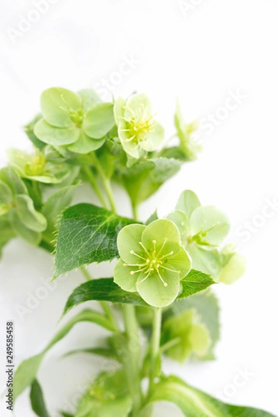 Fototapeta Helebore 3