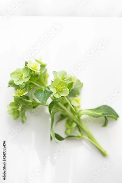 Fototapeta Helebore in Studio