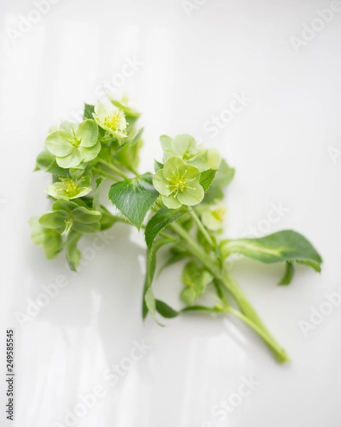 Fototapeta Helebore 2