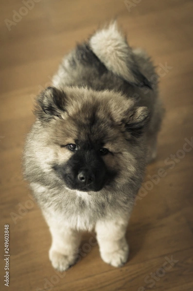 Obraz chiot eurasier