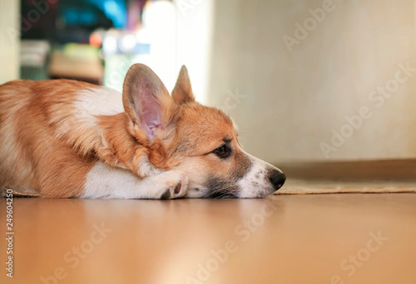 Fototapeta side view of cute little puppy dog Corgi lying at home on the Mat and sad