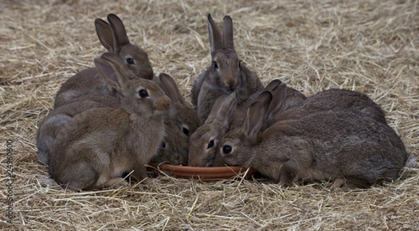 Obraz Die Fütterung