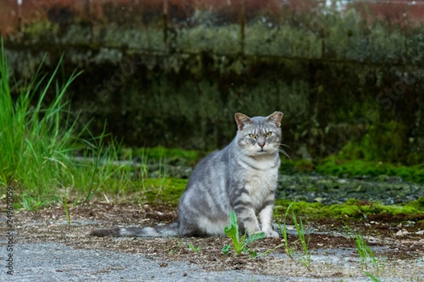 Obraz cat on farm