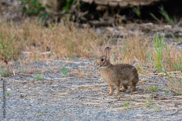 Obraz rabbit by road