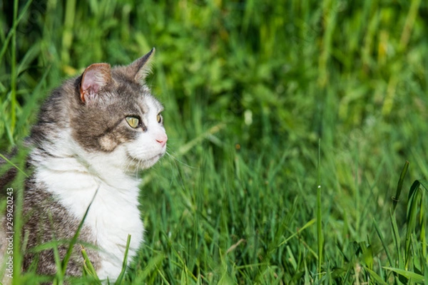 Obraz cat in grass