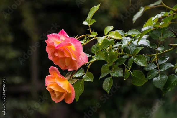 Obraz roses in garden