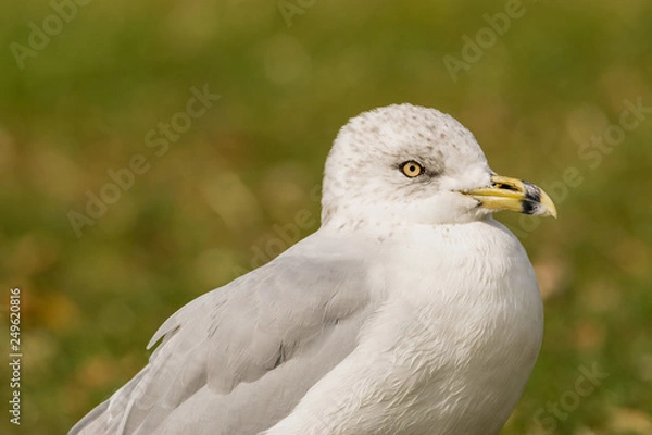 Obraz gull on grass