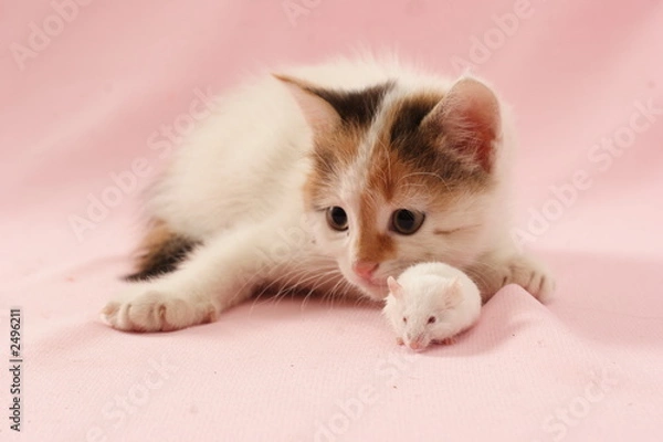 Fototapeta cat and mouse