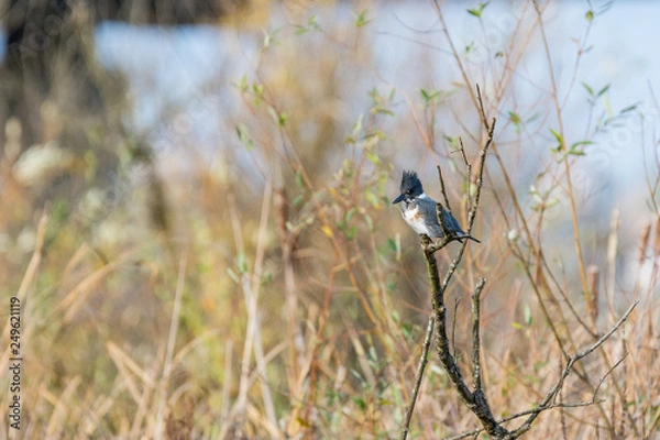 Obraz kingfisher on branch