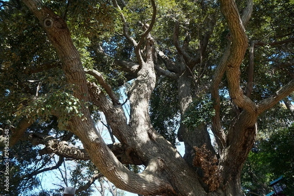 Obraz スダジイの樹皮