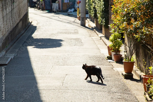 Obraz 路地裏の猫