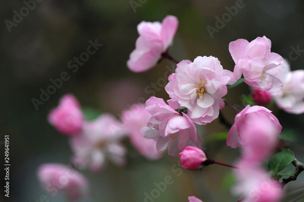 Fototapeta branch of apple tree