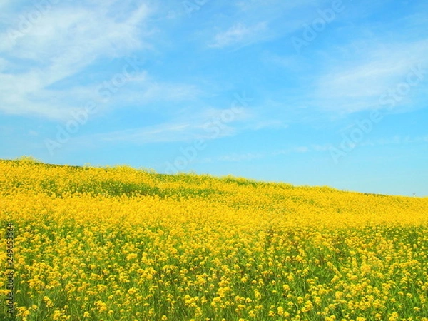 Fototapeta 菜の花咲く土手風景