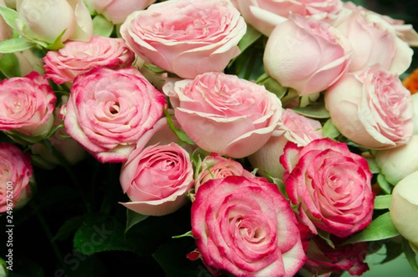 Fototapeta background of pink roses, red rose
