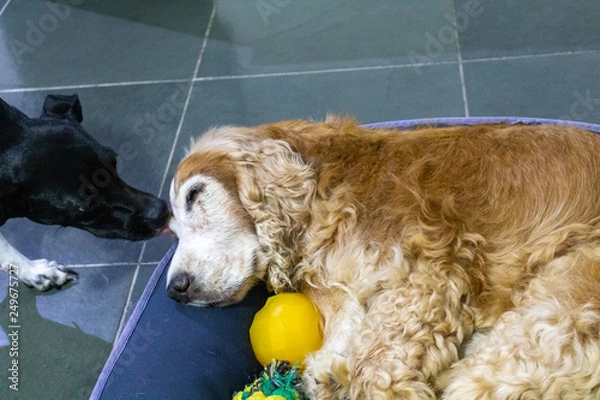 Obraz Cocker Spaniel old dog sleeping peacefully in bed while another licks it with affection