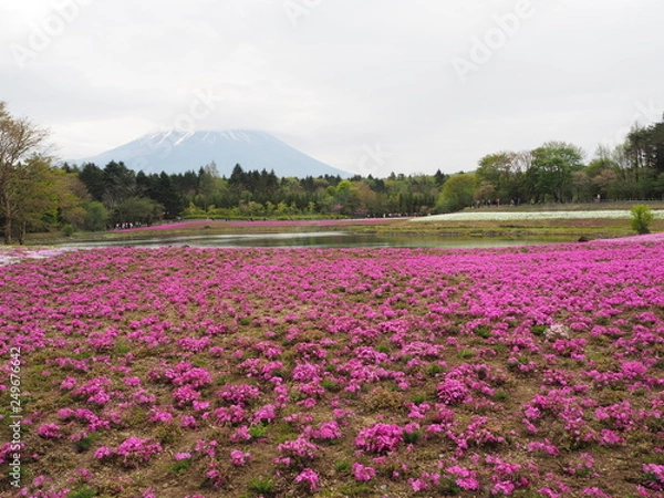 Fototapeta 富士芝桜まつりにて