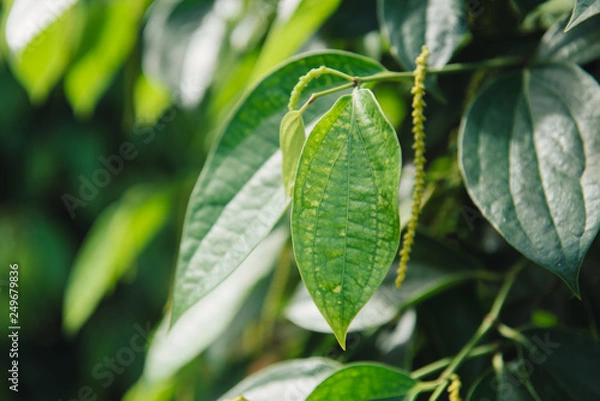 Fototapeta Fresh Piper nigrum on its tree. It's ready for food ingredient and make herb.