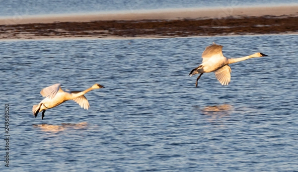 Obraz Trumpeter swans