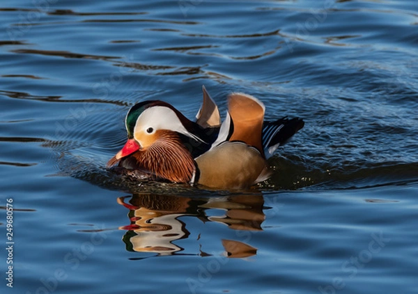Obraz Mandarin duck