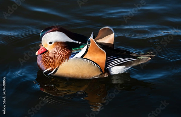Obraz Mandarin duck