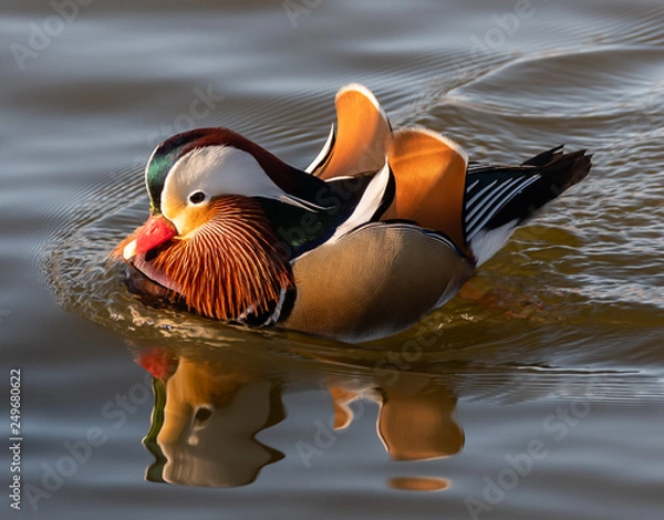 Obraz Mandarin duck
