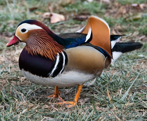 Obraz Mandarin duck