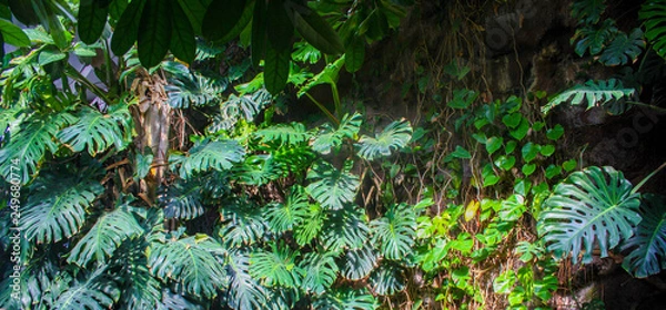 Fototapeta Mur tropical