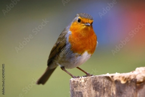 Fototapeta Rotkehlchen