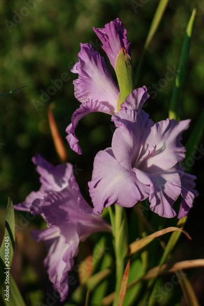 Obraz gladioluses
