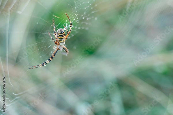 Obraz spider on a web