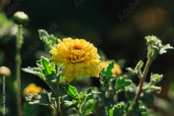 Obraz yellow flower