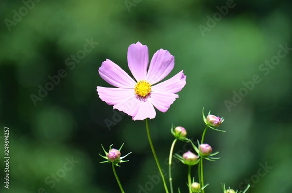 Fototapeta 単焦点コスモス