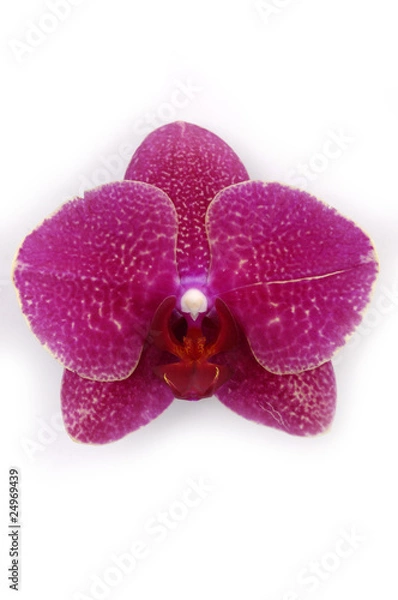 Obraz Macro of a beautiful pink orchid (Phalaenopsis) isolated