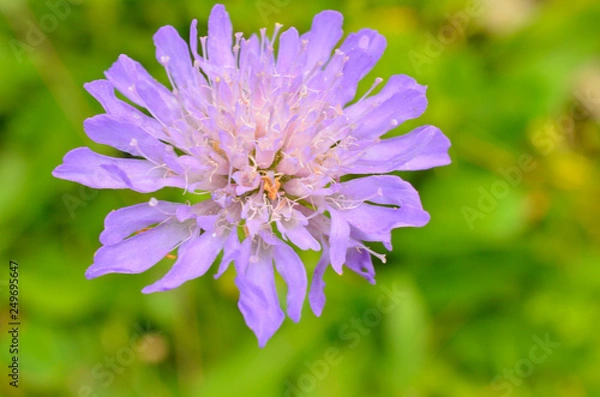 Fototapeta 紫の花びらの集合体