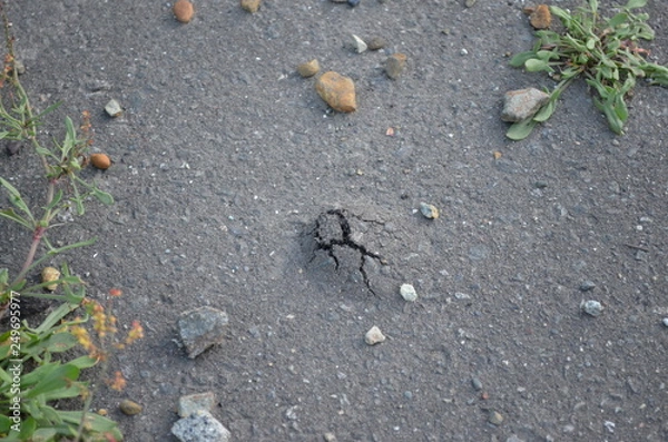 Fototapeta 植物がアスファルトを突き破る直前