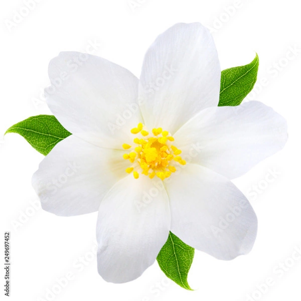 Obraz Jasmine flower with leaves isolated on white background