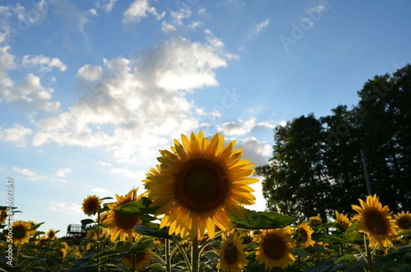 Obraz 逆光とヒマワリ